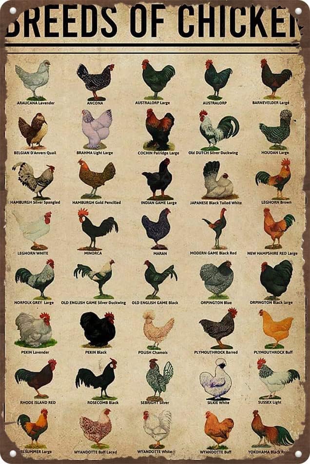 Fajták A Csirkék, adóazonosító jel,Vintage Csirkék művészet,Csirke Tudás Fém Adóazonosító Jel Fajták Csirke Retro Plakát Iskola