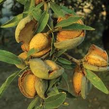 NHR Bio Olajok, Szerves Sárgabarack Olaj (Prunus armeniaca) (1 liter (£62.00/Liter))