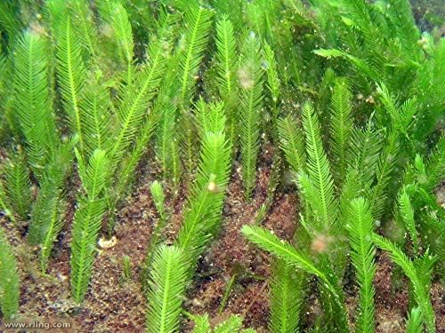 5 Levelek - Élő Sósvízi Caulerpa Toll Makró Algák Növényi Frag Chaeto Refugium - Extra Hosszú Levelek (4-6 cm Magasság)