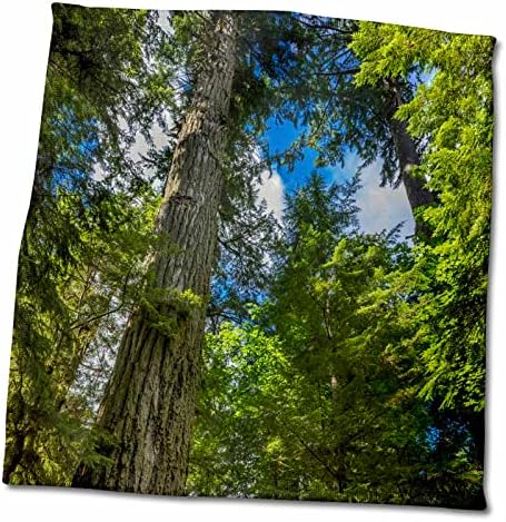 3dRose Ősi douglas fenyő fa MacMillan Tartományi Park, a, B, C, Kanada - Törölköző (twl-277202-3)