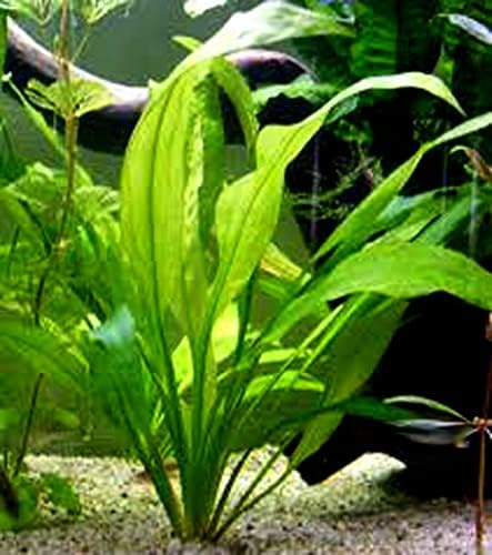 Vízi Kedvezmények - 3 Típusú Könnyű / Kezdő Akváriumban Élő Növények - Anubias + Hornwort + Kard BUY2GET1FREE!