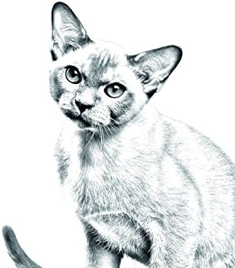 Művészeti Kutya Kft. Burma Macska, Ovális alakú Sírkő a Kerámia egy Kép egy macska