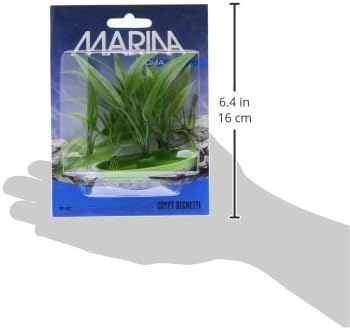 Marina Aquascaper Kripta Beckettii Növény