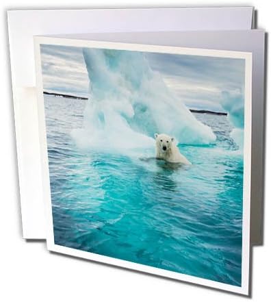 3dRose Kanada, Repulse Bay, jegesmedve Úszás által Jéghegy a Hudson-Öböl - üdvözlőlap, 6, 6 hüvelykes (gc_257554_5)