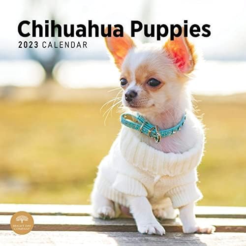 2023 Chihuahua Kiskutyák falinaptár által Fényes Nap, 12x12 Inch, Aranyos, Imádnivaló, Kisállat Kutya Fotózás